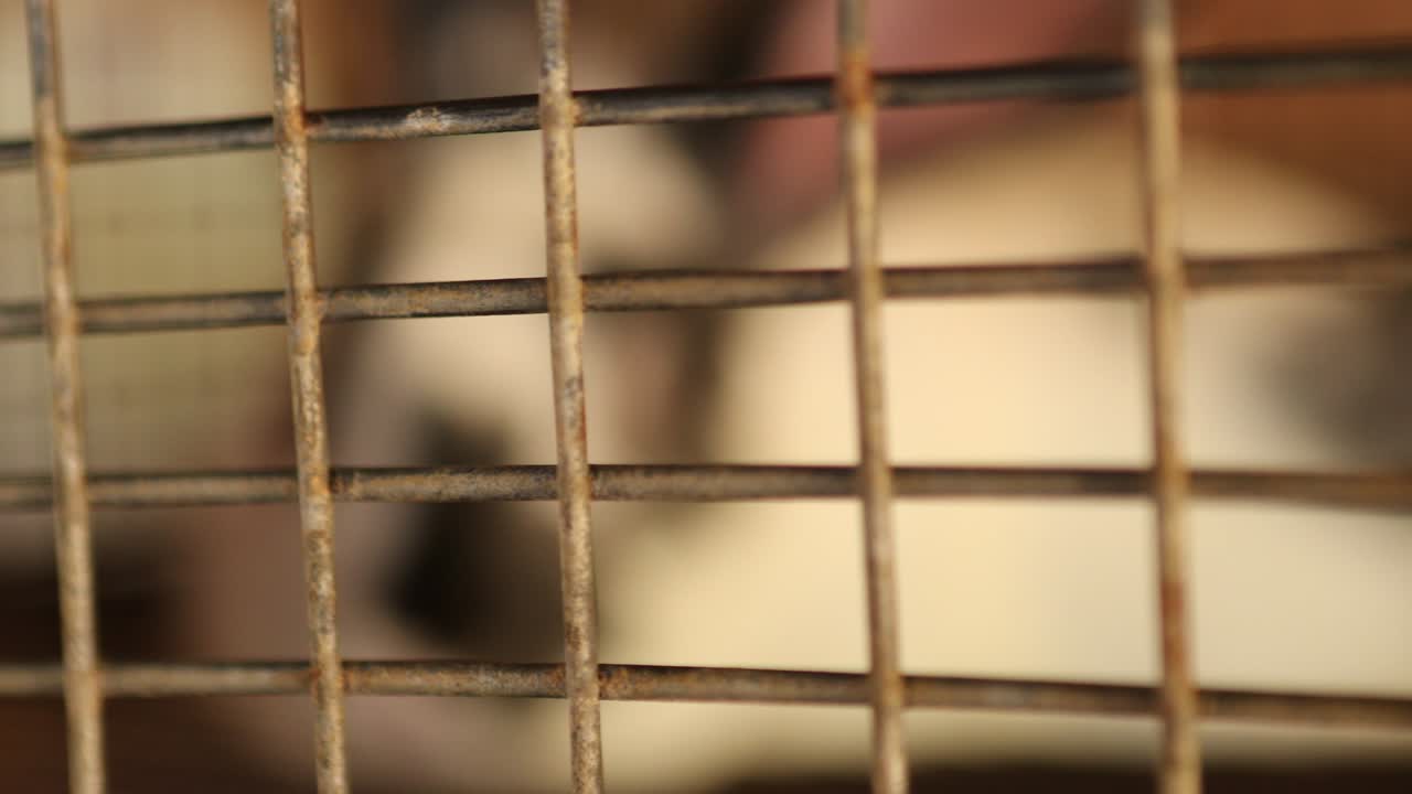 4k 케이지 안의 토끼, 유기농 농장 안의 가축 토끼, 막대 뒤의 동물