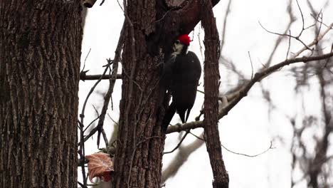 toma estática de un pájaro carpintero de cabeza roja picoteando la corteza del árbol