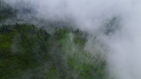 foggy forest trees of nepal covered with clouds seen by drone aerial landscape