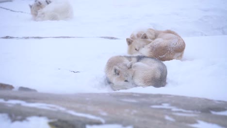 slow motion shot of sled dogs huddling up in a snowstorm on the outskirts of the city of ilulissat, greenland