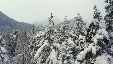 Beautiful-snow-scene-forest-in-winter.-Flying-over-of-pine-trees-covered-with-snow.