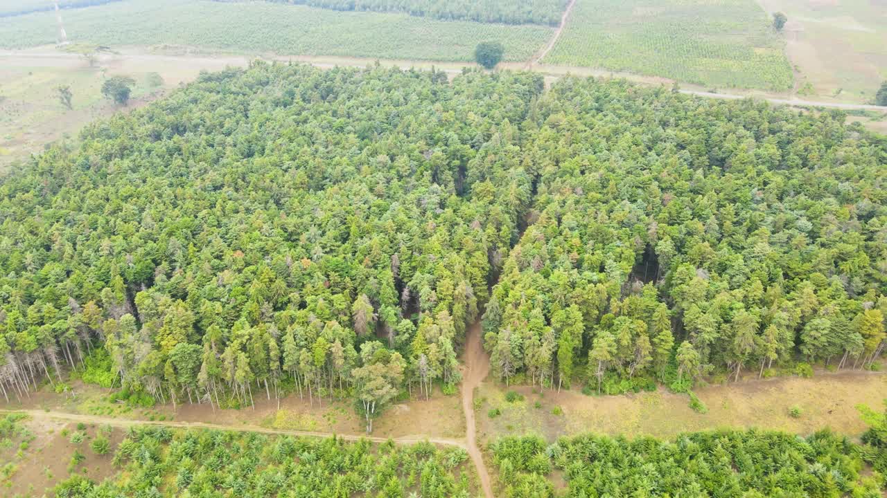 太陽の空に照らされた木の頂上にある松の森 ⁇
