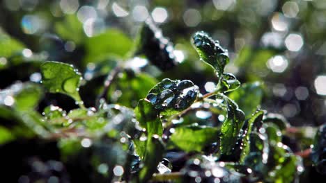 extreme close up of oregano plant in garden, lit by sun from behind