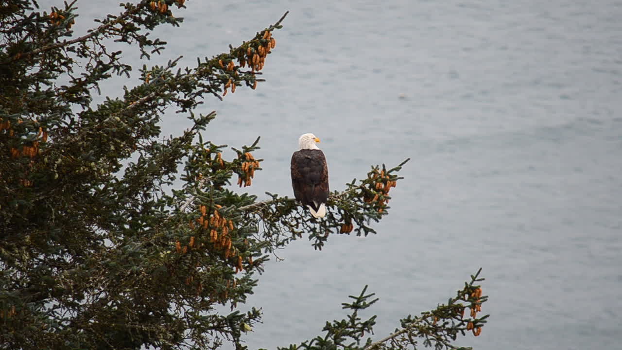 A bald eagle sits high in a tree top overlooking the ocean waves below on Kodiak Island Alaska