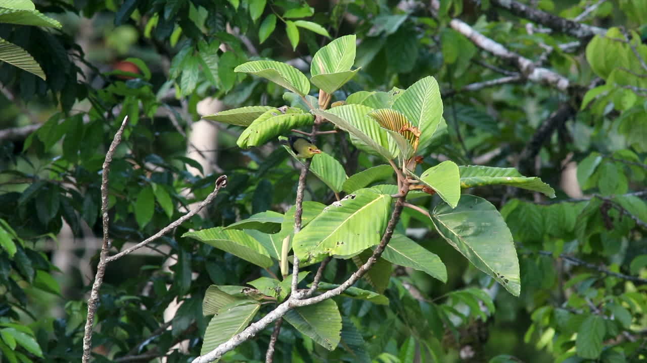 el pájaro tanager escarlata migratorio boreal en la selva tropical