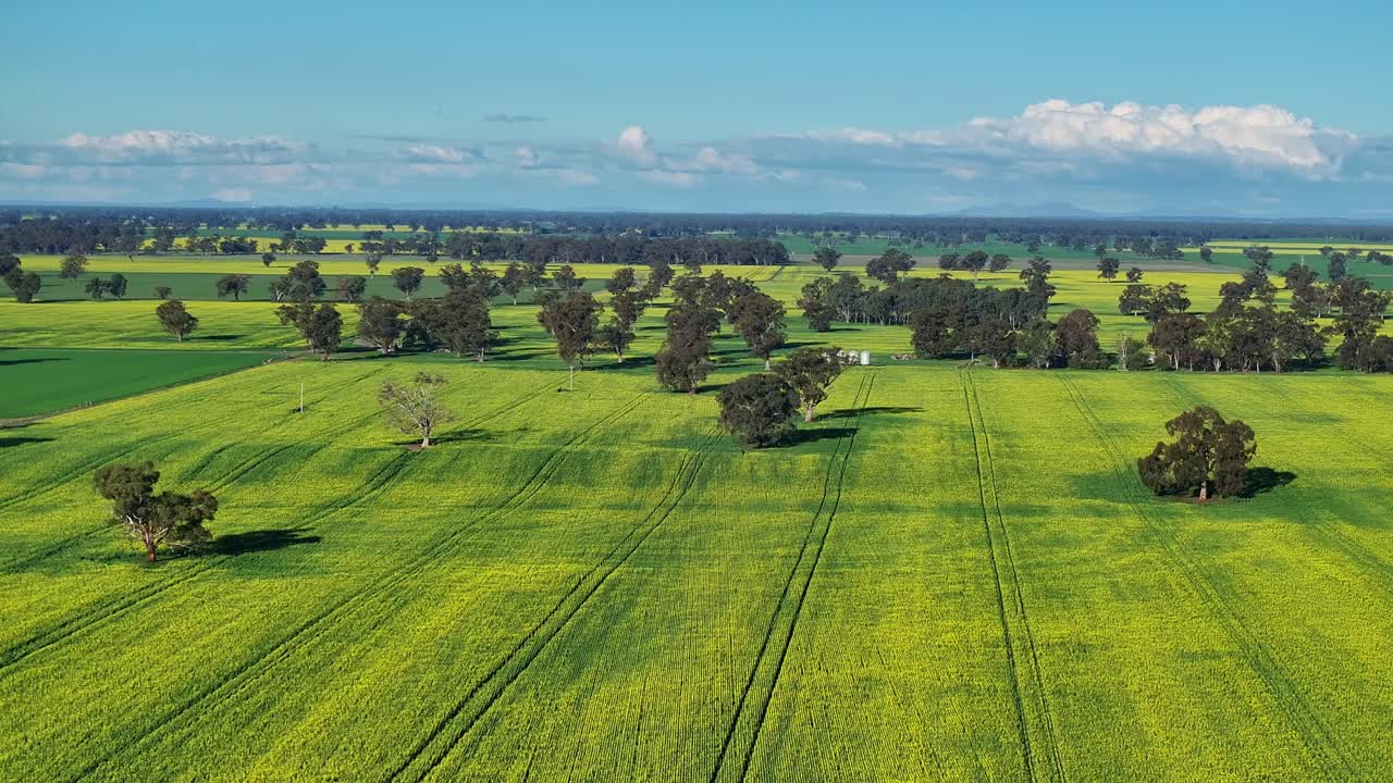 Canola fields under a bright blue sky in rural NSW near Mulwala Australia