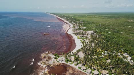 aerial dolly forward view, tropical shoreline, marine seaweed pollution