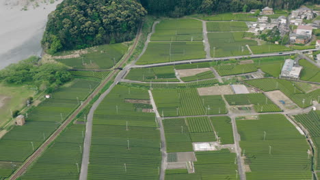 panoramic view of lush tea farms in kawane, shizuoka, japan - aerial drone shot