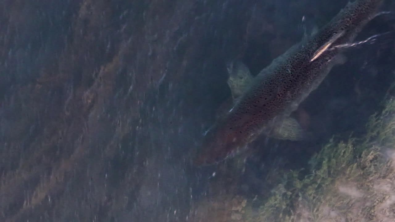Close-up aerial shot of chinook salmon swimming in clear stream water during spawning season