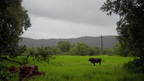 Toro-En-Un-Paisaje-De-Hierba-Verde