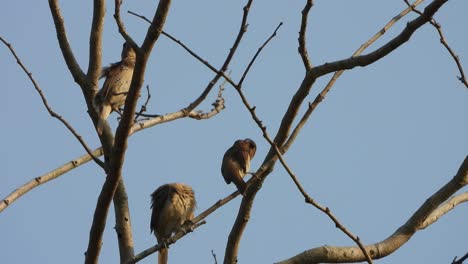 Scalt-Breasted-Munia--Gruppe--entspannend