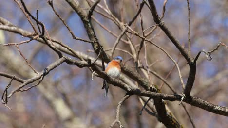 A male Eastern Bluebird perches on the branches of a tree