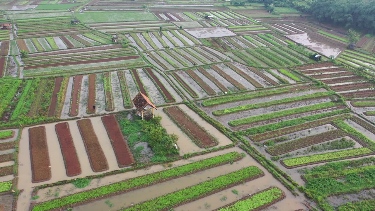 Pemandangan Udara Sawah Berpola Rumit