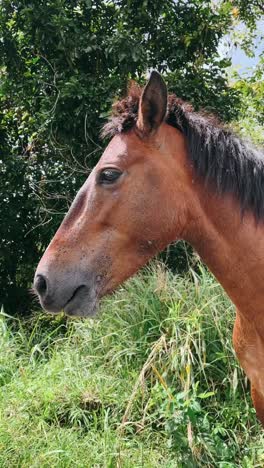 horse portrait in a natural setting