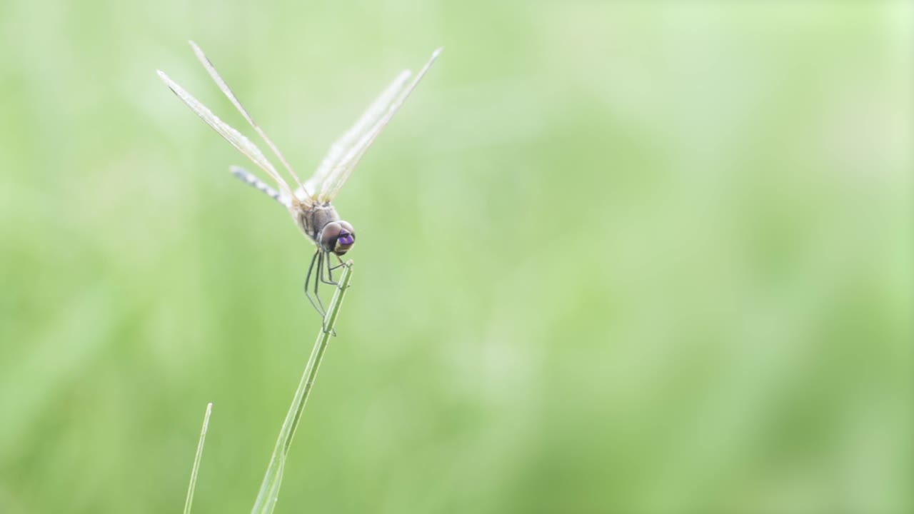 좋은 풀 조각에 성공적으로 착지하는 잠자리