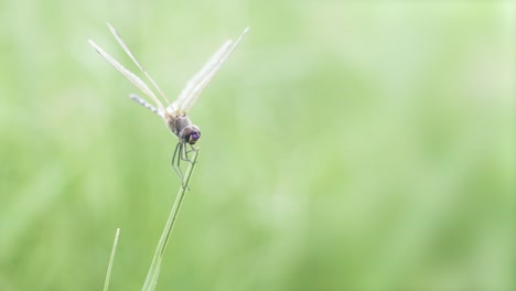 Dragonfly-successfully-landing-on-a-fine-piece-of-grass