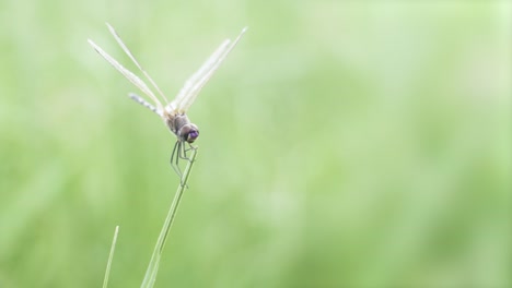 libélula aterrizando con éxito en un fino trozo de hierba