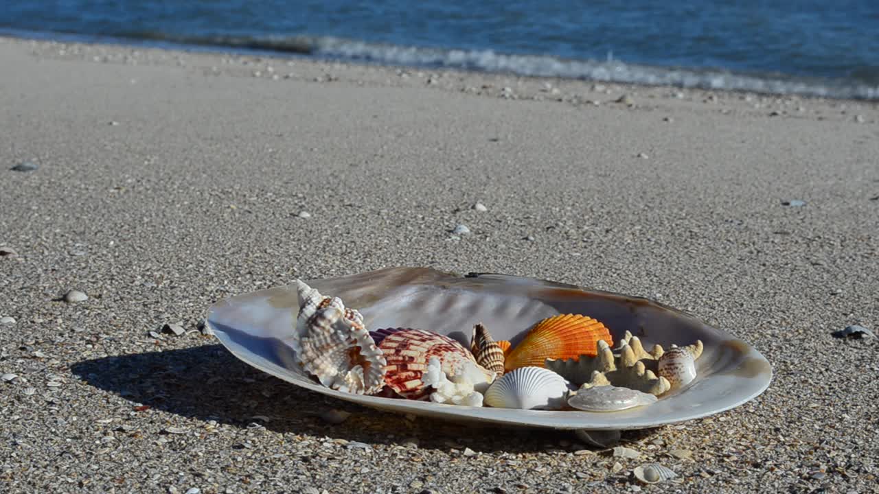 Cockleshells on sand against the background of waves. Shooting on the beach