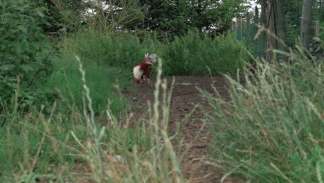 Rooster-in-the-background-of-the-shot-looking-for-food-and-walking-with-pride