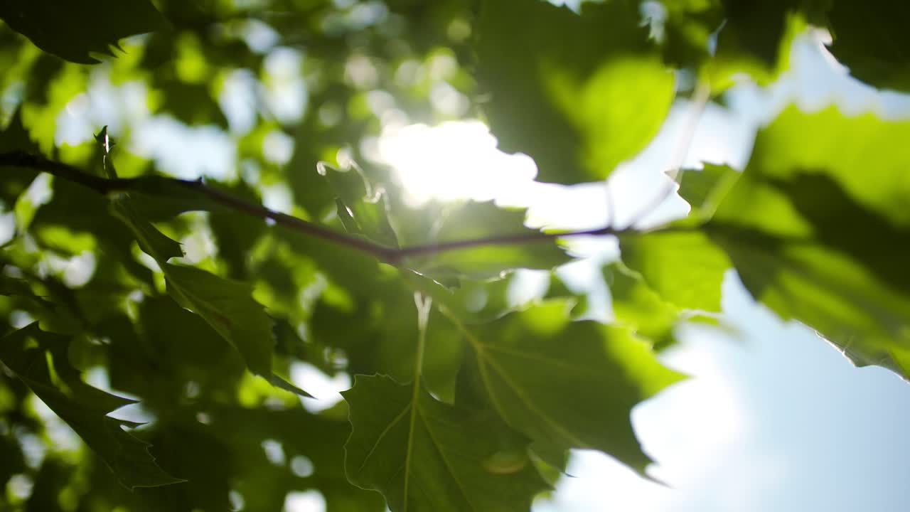Sun Light Shining Through Leaves 5