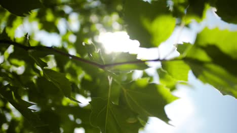 Sonnenlicht-Scheint-Durch-Blätter-5