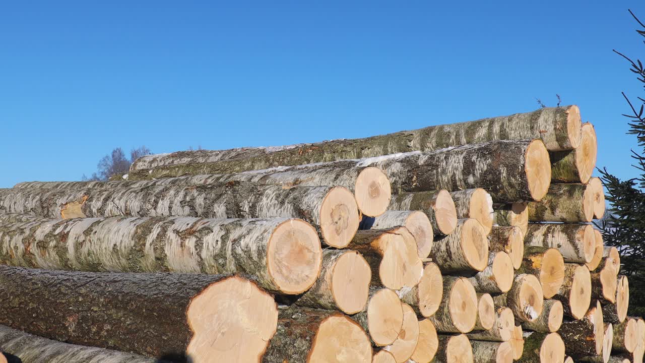 Stacked birch logs covered with light snow rest outdoors in a winter landscape, showing rough bark textures and freshly cut ends under clear daylight