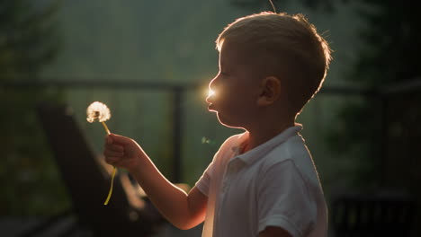 child breathes in to blow dandelion in park. little boy makes wishes playing with dry flower outdoors. cute kid holds wild plant with flying seeds