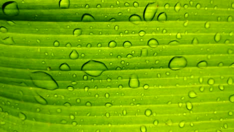 water drop on green banana leaf after rain.