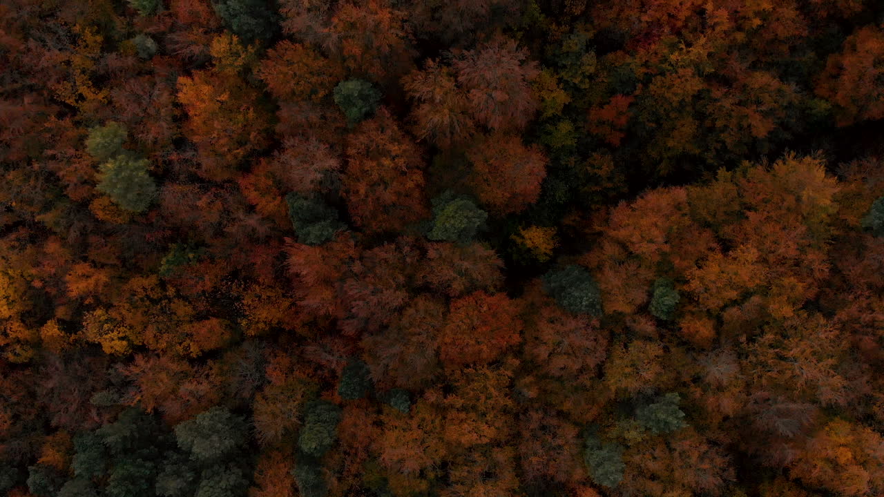 аэрофотосъемка над осенними деревьями, лес, когда листья меняют цвет, вид сверху на осенний лес