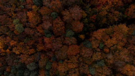 aerial footage over autumn trees, forest when leaves change color, top view of the autumn forest