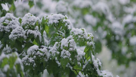 snowfall on green spring leaves. the non-punishability of weather and climate change on planet earth.