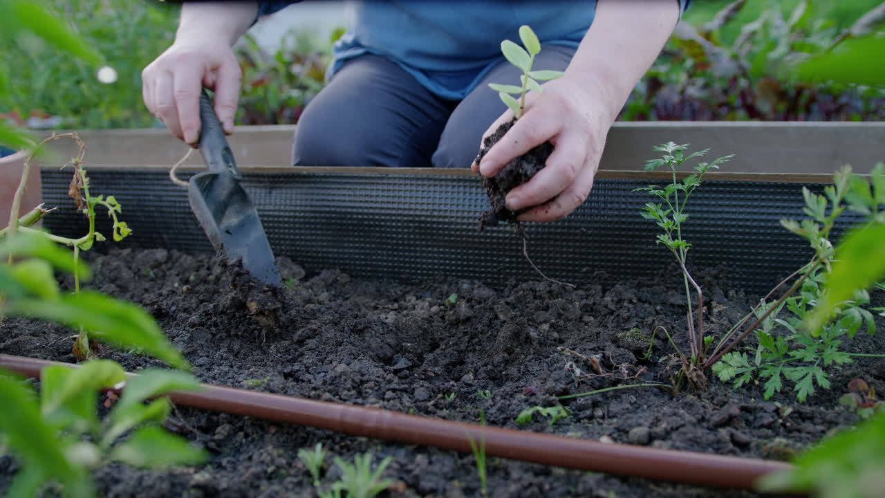 En äldre man gräver upp en liten planta från en rabatt i trädgården.