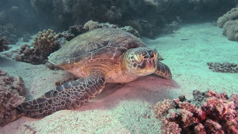 Grüne-Schildkröte,-Die-Unter-Wasser-Im-Und-Schläft