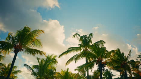 timelapse shot of a tropical palm treen with mature yellow coconuts