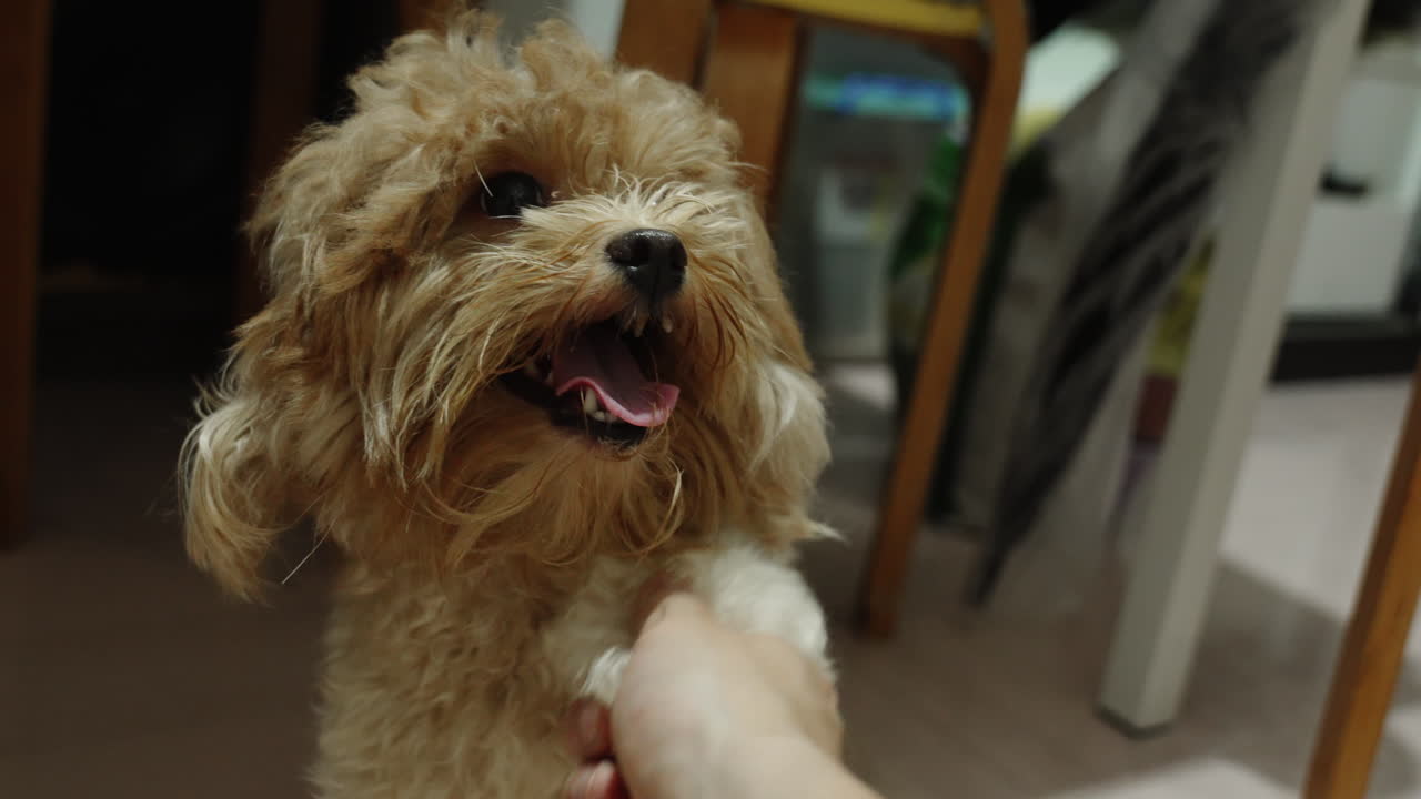 el cachorro se siente cómodo siendo tocado y lamiendo la mano de su amo