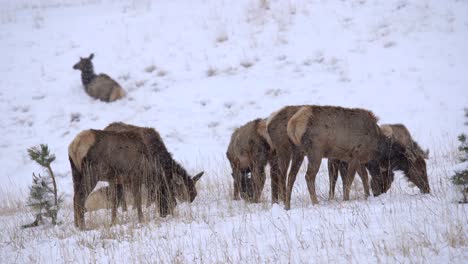 Alces-Pastando-En-Un-Campo-Cubierto-De-Nieve