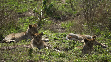 Cachorros-De-Leones-Y-Leonas-Jóvenes-Tendidos-En-El-Monte,-Inspeccionando-El-Paisaje-En-África,-Planos-Generales-Desde-Un-Vehículo-De-Safari