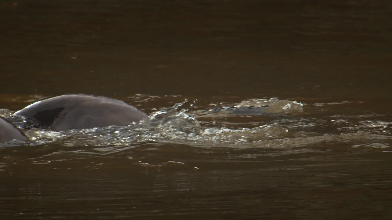 замедленная съемка крупным планом гигантских речных выдр, плывущих вместе в амазонке