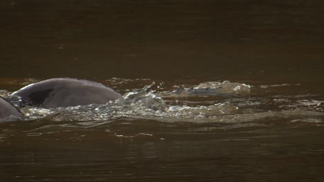 slow motion close up of giant river otters swimming together in the amazon
