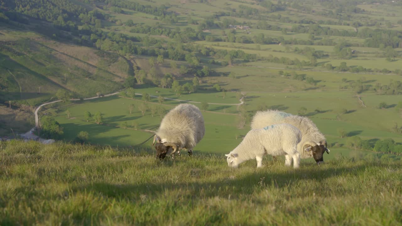 맘 토르, 캐슬턴, 피크 디스트릭트, 영국 위에 풀을 뜯고 있는 양 세 마리의 핸드헬드 샷