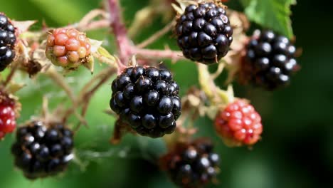 closeup of blackberries on bramble plant