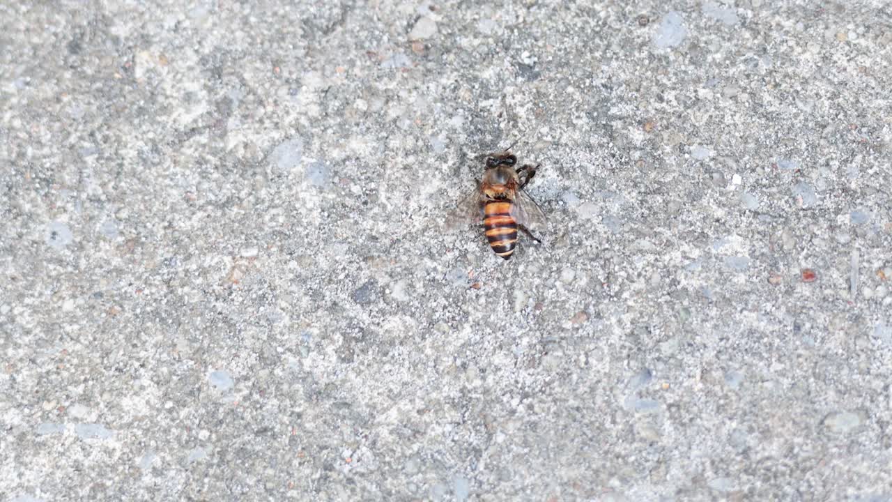 방에서 콘크리트 위를 는 벌, 2024년 4월