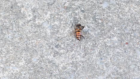 la abeja caminando sobre el hormigón en bangkok, abril de 2024