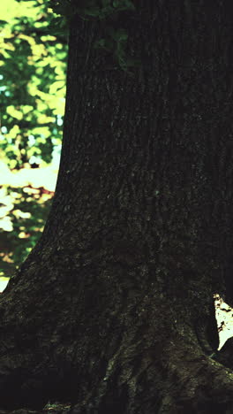 close up of a tree trunk in a forest