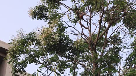 tree with white flowers blooming over time
