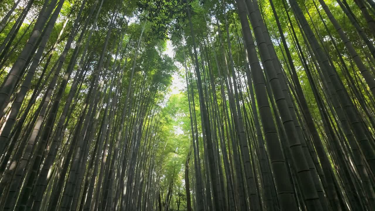 Slow-motion footage captures the gentle sway of bamboo trees in Arashiyama, as sunlight filters through.