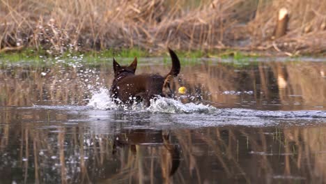 Perro-Marrón-Trotando-Por-El-Agua-Buscando-Su-Pelota,-Y-Tomándola-Cuando-La-Encuentra