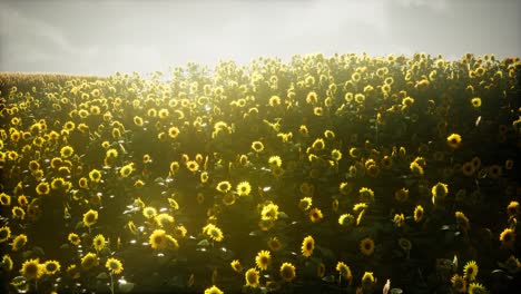 hermosos girasoles y nubes en una puesta de sol de texas