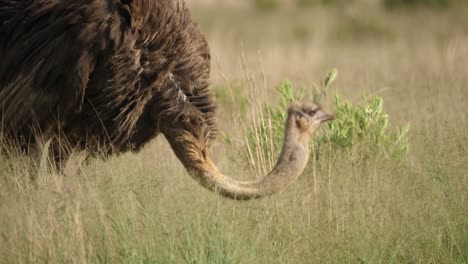 tilt up and down following ostrich head eating grass in african wilderness