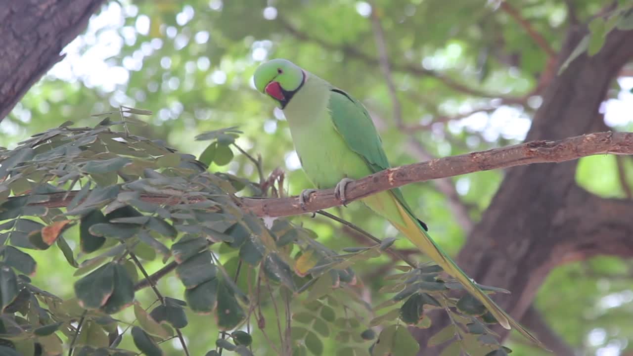 hermoso loro solitario sentado en una rama de árbol almacen de video